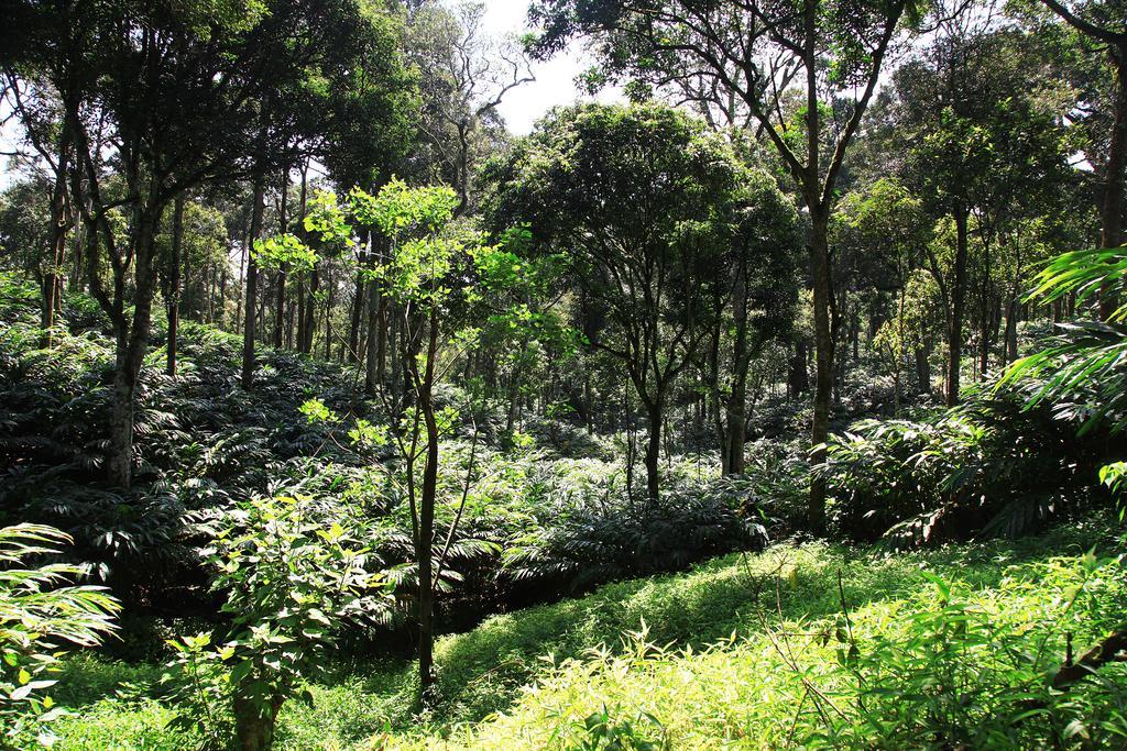 Thekkady Kalarickal Heritage Bungalow Vandanmedu Экстерьер фото